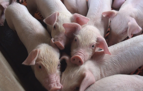 Những vấn đề chính trong tổ hợp khẩu phần cho sản xuất thịt heo không kháng sinh