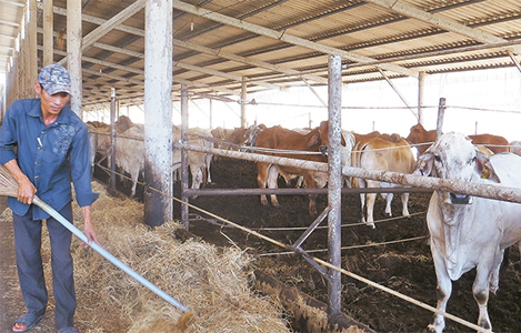 Tập trung phát triển đàn bò thịt cao sản