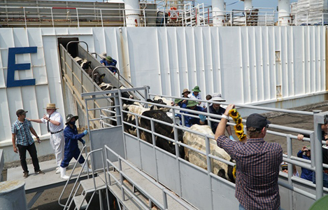 1.294 con bò sữa cao sản từ Mỹ vừa cập cảng