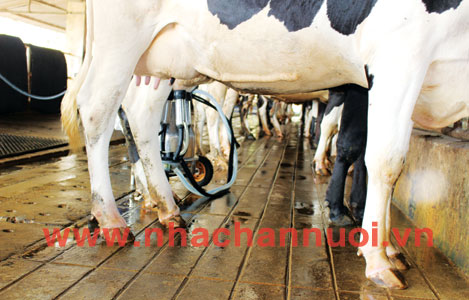Bệnh viêm móng ở bò sữa