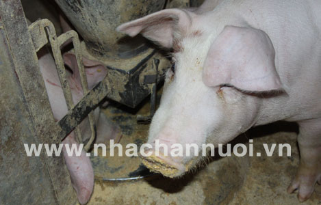 Bệnh viêm phổi địa phương ở lợn