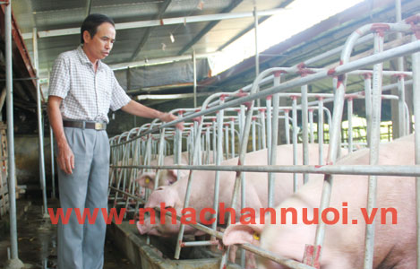 Liên kết trong chăn nuôi: Cách làm ở Nam Hưng