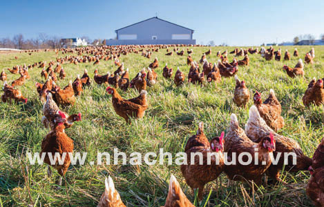 Mỹ: Chăn nuôi gà không kháng sinh