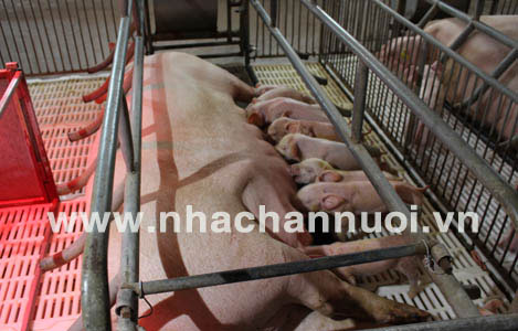 Nâng cao năng suất và hiệu quả chăn nuôi: Chọn lọc và quản lý tốt đàn lợn cái hậu bị