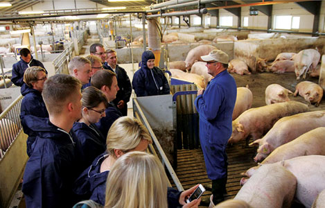 EU: Bí quyết phát triển chăn nuôi lợn 