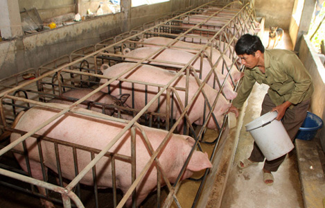 Giá nông sản hôm nay 17.4: Giá lợn toàn cầu giảm, nông dân còn lỗ