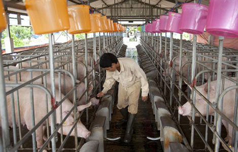 Giải cứu đàn lợn: Sẽ trình Chính phủ 5 giải pháp khẩn cấp