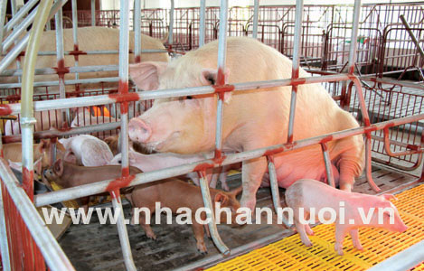 Giải pháp nâng cao chất lượng giống lợn tại Việt Nam