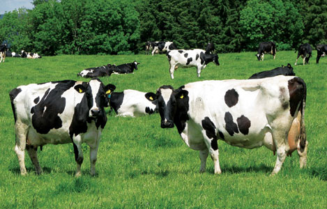 Hà Lan: “Bí quyết” chăn nuôi bò sữa