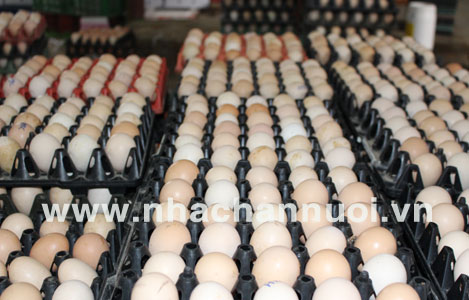 Khả quan ngành sản xuất trứng gia cầm