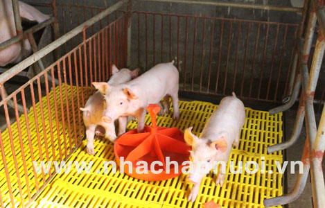 Người nuôi lợn nên chú ý: Khuyết tật ở lợn sơ sinh