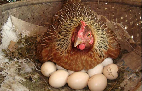 Kỹ thuật nuôi gà siêu trứng mang tiền tươi thóc thật ngay trong ngày