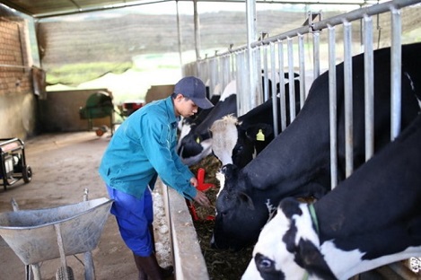 Liên kết lập hợp tác xã chăn nuôi bò sữa cao sản