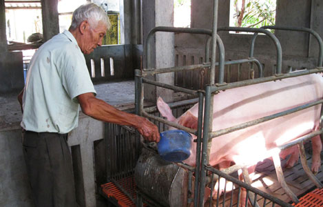Phú Yên: Heo mất giá, người nuôi giảm đàn