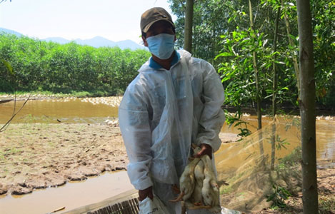 Thừa Thiên - Huế: Tiêu hủy 6.500 con vịt nhiễm cúm H5N6