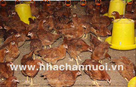 Trà Vinh: Hiệu quả nhờ chăn nuôi gà bằng đệm lót sinh học