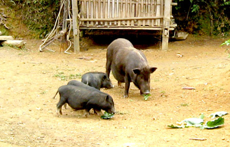 Tuyên Quang: Giá lợn hơi giảm - Lợn đen chăn nuôi truyền thống vẫn đắt hàng