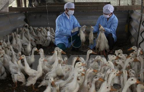 3.000 con vịt nhiễm cúm gia cầm tại Cao Bằng