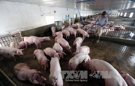 Bình Định bàn giải pháp hỗ trợ người nuôi lợn