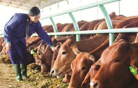 Hỗ trợ gần 8,8 tỷ đồng để phát triển chăn nuôi bò thịt và bò sữa