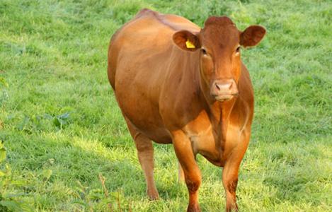 Các phương pháp vỗ béo bò thịt