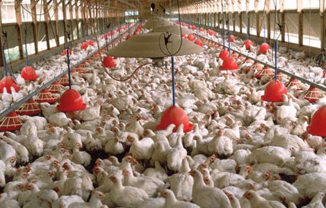 Những khuyến cáo mới về sử dụng khoáng hữu cơ trong chăn nuôi heo gà