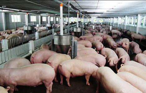 “Giải cứu” ngành chăn nuôi lợn: Chính phủ sẽ không làm thay