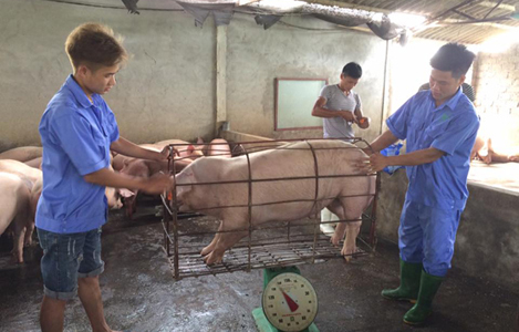 Doanh nghiệp tiên phong thu mua lợn cho nông dân
