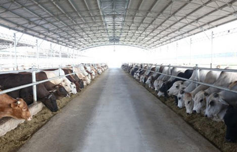 Quảng Bình: Dự án chăn nuôi bò công nghệ cao của Hoà Phát sẽ đi vào hoạt động vào tháng 6/2017