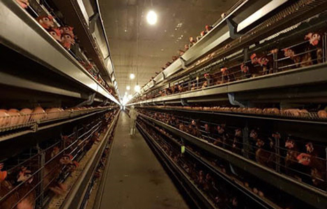 Tồn hàng triệu con gà công nghiệp: Lại nguy cơ phải “giải cứu”