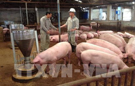 Gia hạn nợ cho khách hàng vay vốn đầu tư chăn nuôi lợn