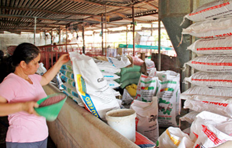 Đồng Nai: Giá thức ăn chăn nuôi hạ nhiệt