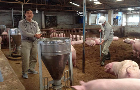 Hà Nội: tập trung tháo gỡ khó khăn trong chăn nuôi lợn