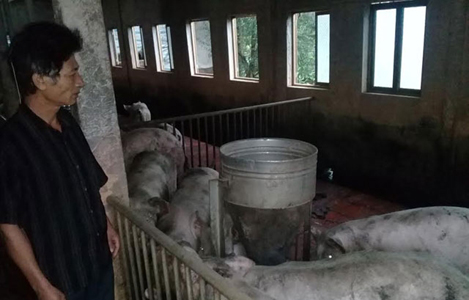 Hơn 30 nghìn tấn thịt lợn hơi ứ đọng ở Thái Bình