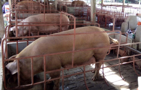 Hàng chục nghìn con lợn chưa xuất chuồng vì bị “ép giá” tại Tiền Giang