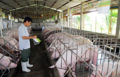 Đồng Nai cơ cấu lại khoản nợ gần 28 tỷ đồng cho ngành chăn nuôi lợn