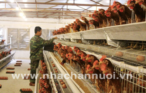 Ngành chăn nuôi Việt Nam: Chuyển mình theo hướng hiện đại!