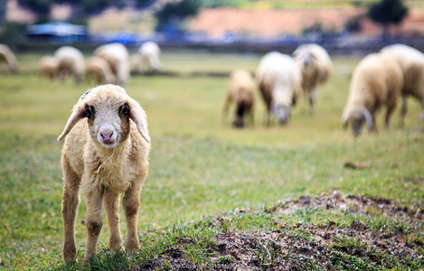 Ninh Thuận: “Thủ phủ” chăn nuôi dê, cừu