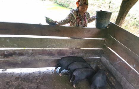 Bắc Kạn: Tân Lập nhân rộng mô hình nuôi lợn đen địa phương