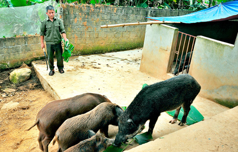 Tuyên Quang: Nuôi lợn rừng lai, lợn đen bản địa: Vẫn đắt hàng, được giá