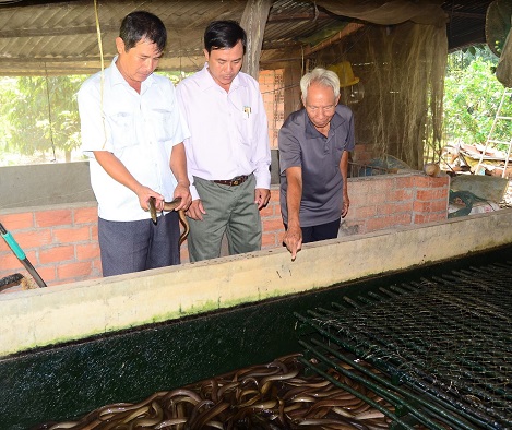 Lãi ròng 300 triệu đồng mỗi năm từ nuôi lươn không bùn