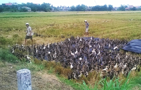Phú Yên: Thua lỗ kéo dài, người nuôi vịt khốn đốn