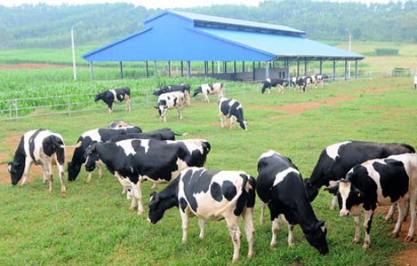Đà Nẵng quy hoạch trang trại bò sữa hơn 120 ha