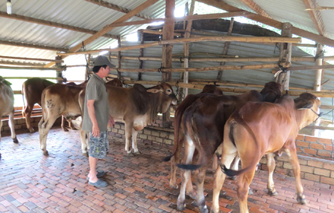 Phú Yên: Vỗ béo bò đực lai, nâng cao thu nhập