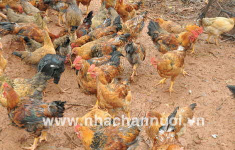 Chăm sóc gà thả vườn theo hướng an toàn sinh học