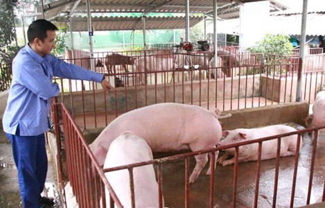 Huyện Mê Linh đang tồn 6.000 tấn thịt lợn hơi