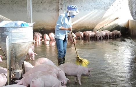Agribank kiến nghị gỡ “nút thắt” tín dụng đối với chăn nuôi lợn