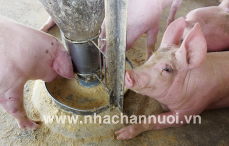 Chung tay “giải cứu” chăn nuôi lợn