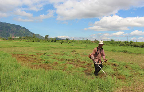Đắk Lắk: Hiệu quả từ trồng cỏ ruộng nuôi bò nhốt ở Krông Bông