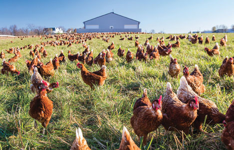 7 sản phẩm sử dụng để thay thế kháng sinh trong thức ăn cho gà thịt tại Mỹ